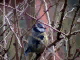 blue tit