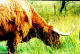 highland cattle